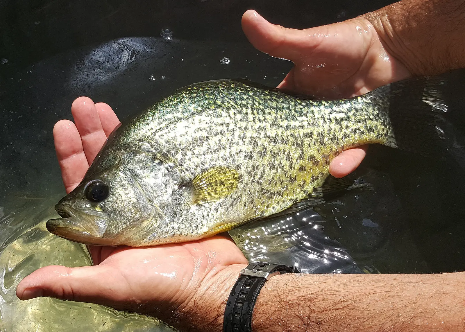 A black crappie held in two hands over dark water: silver-green sides with dense black speckles, a long upturned jaw and tall speckled fins on the back and belly