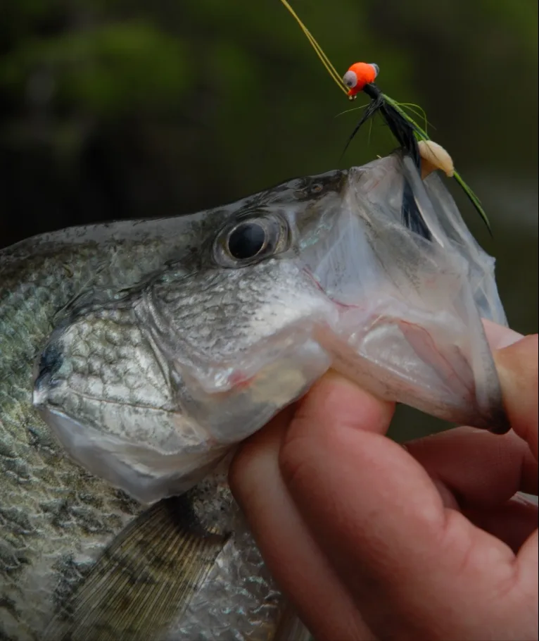 A crappie held by the lower jaw with a small feathered jig with an orange head in its mouth, the thin see-through membrane of the mouth stretched open