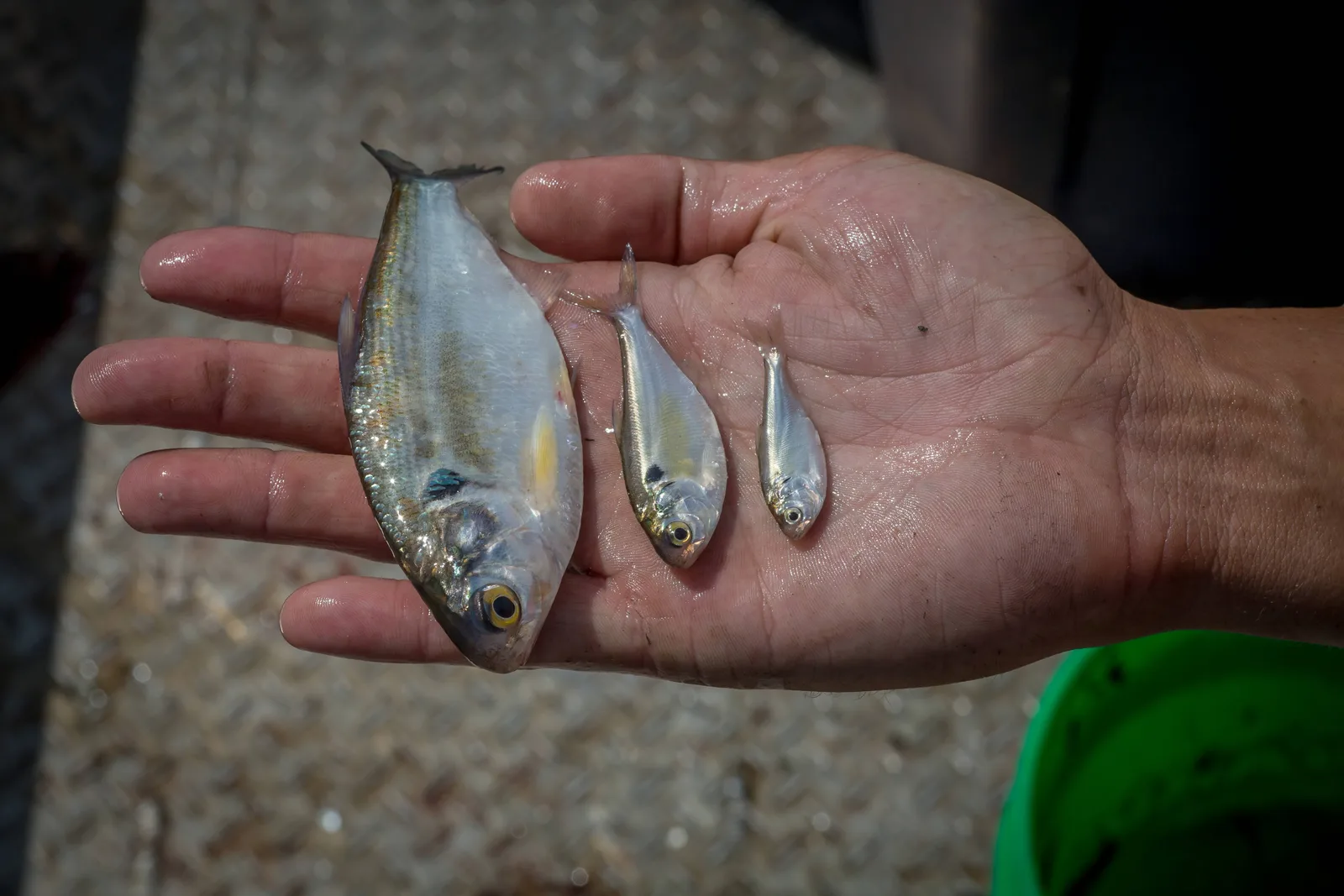 Three gizzard shad of different sizes lying in an open hand