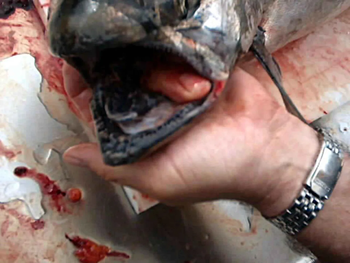 The lower jaw of a king salmon held open, showing the black gum line