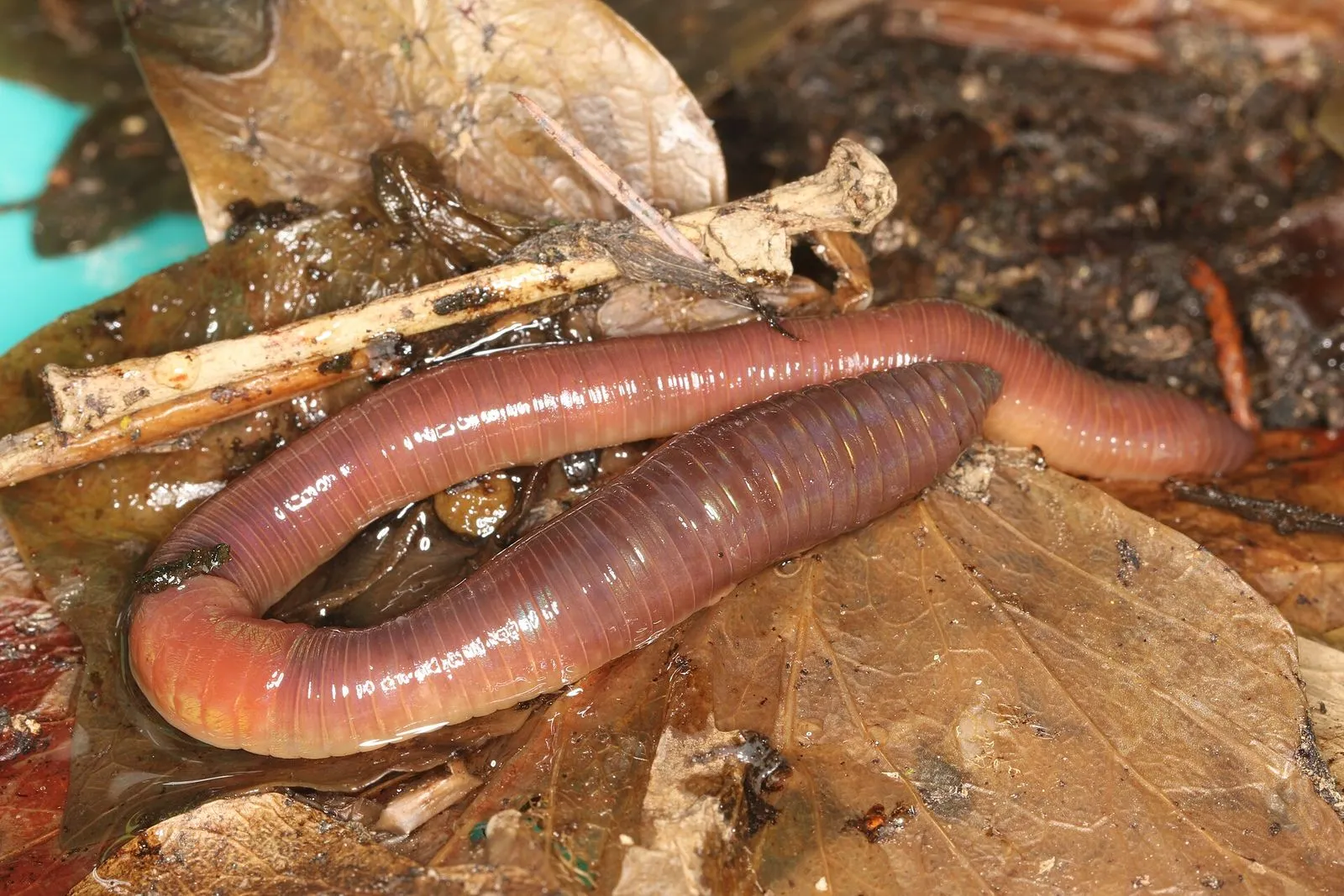 A nightcrawler on damp leaf litter