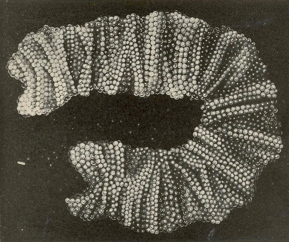 An accordion-folded ribbon of perch eggs curled into a loose ring, thousands of round eggs packed in its folds, photographed against a dark background