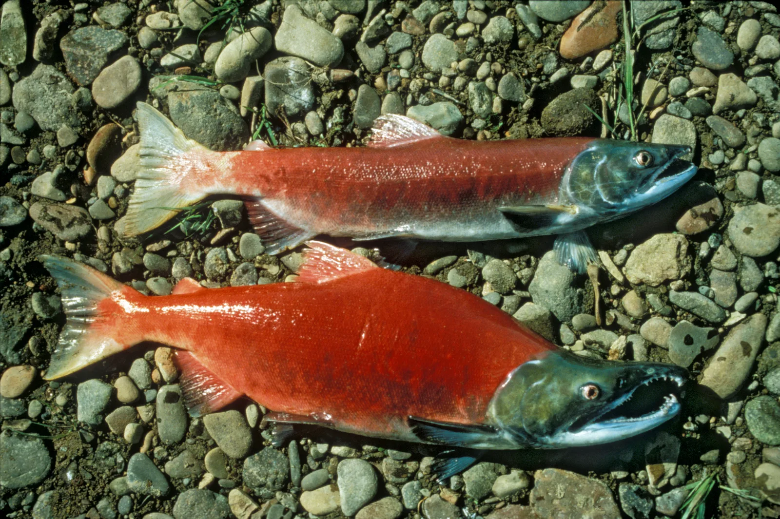 Spawning male (bottom) and female (top) sockeye salmon on river gravel: red bodies, olive-green heads, the male’s hooked jaw