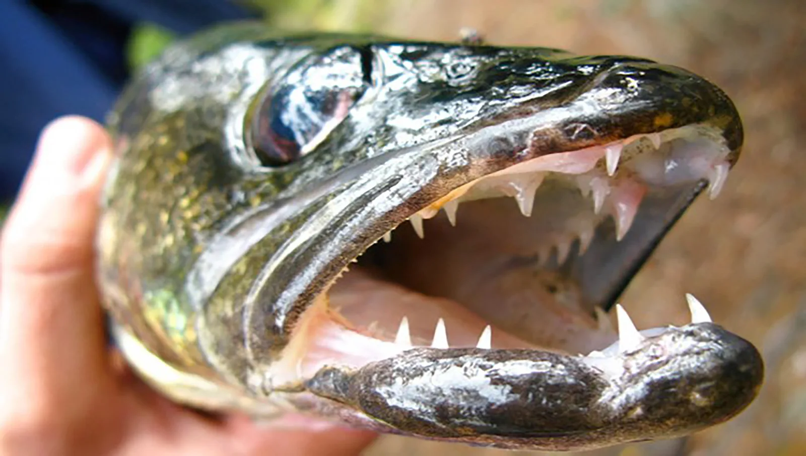 A walleye’s open mouth held in a hand, showing long, sharp canine teeth in the upper and lower jaw