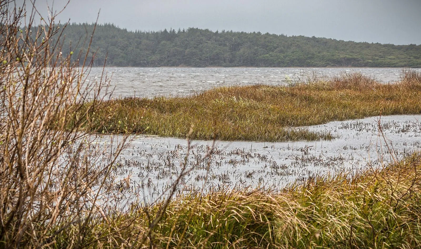 A shallow lake under a gray sky, wind bending the marsh grass along the shore