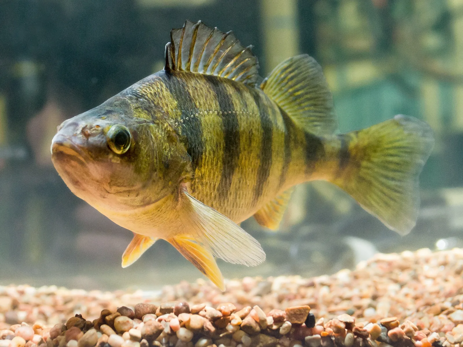 A live adult yellow perch over gravel: gold flanks with dark vertical bars that stop above a pale belly, two separate dorsal fins with the front one spiny, orange lower fins and a slight hump behind the head