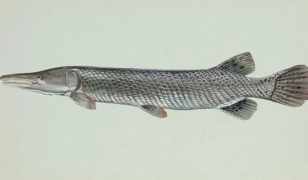 Alligator gar painted by Duane Raver: long armored body and broad snout