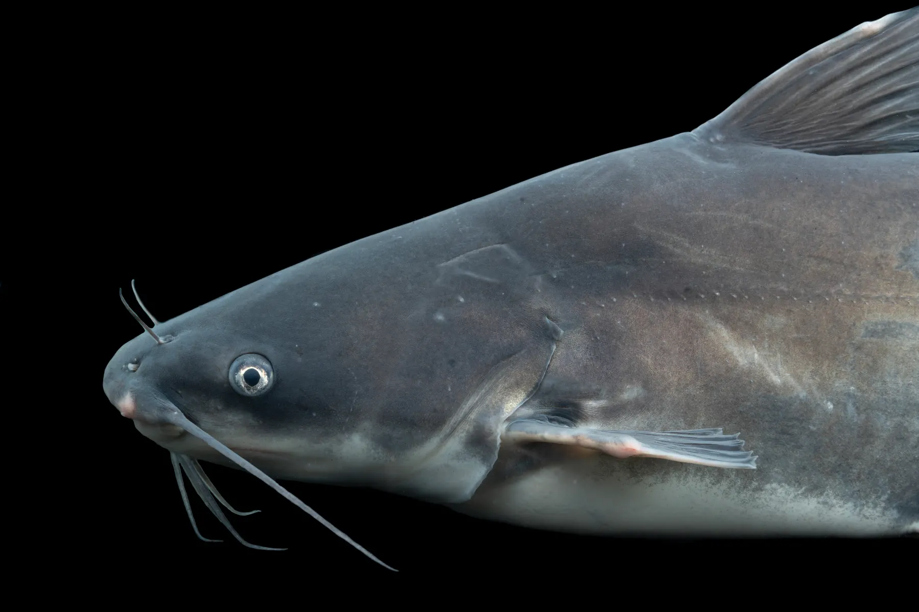 A blue catfish (Ictalurus furcatus) photographed at Gavins Point National Fish Hatchery, South Dakota