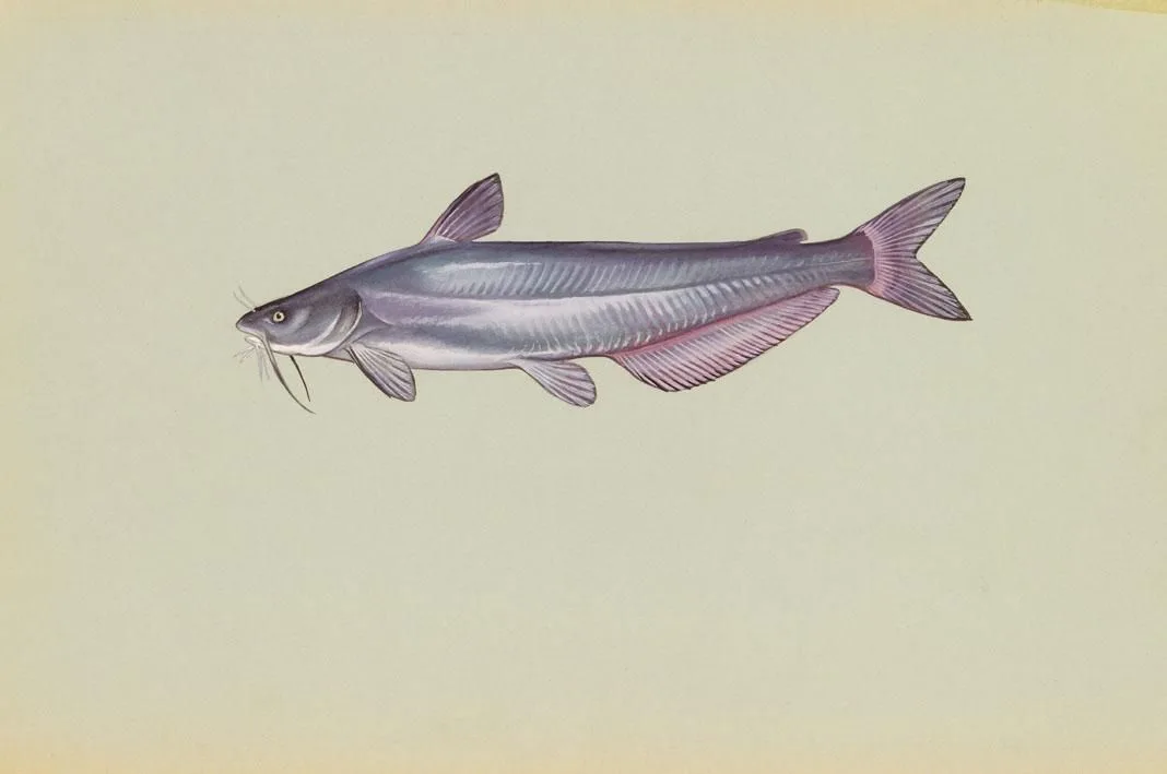 Blue catfish, painted by Duane Raver: the straight-edged anal fin and slate-blue back