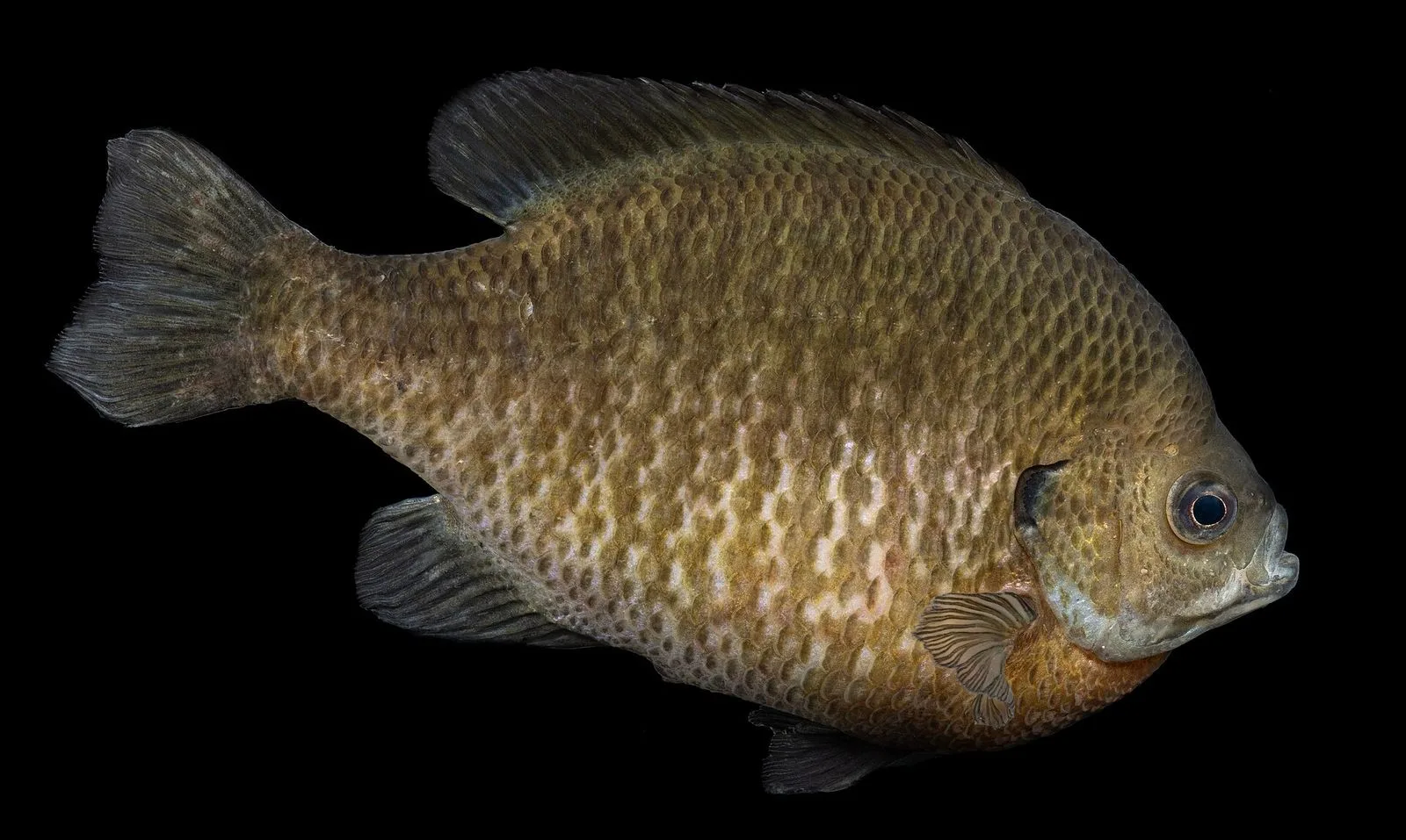 Bluegill photographed against black: deep round body, dark ear flap, small mouth