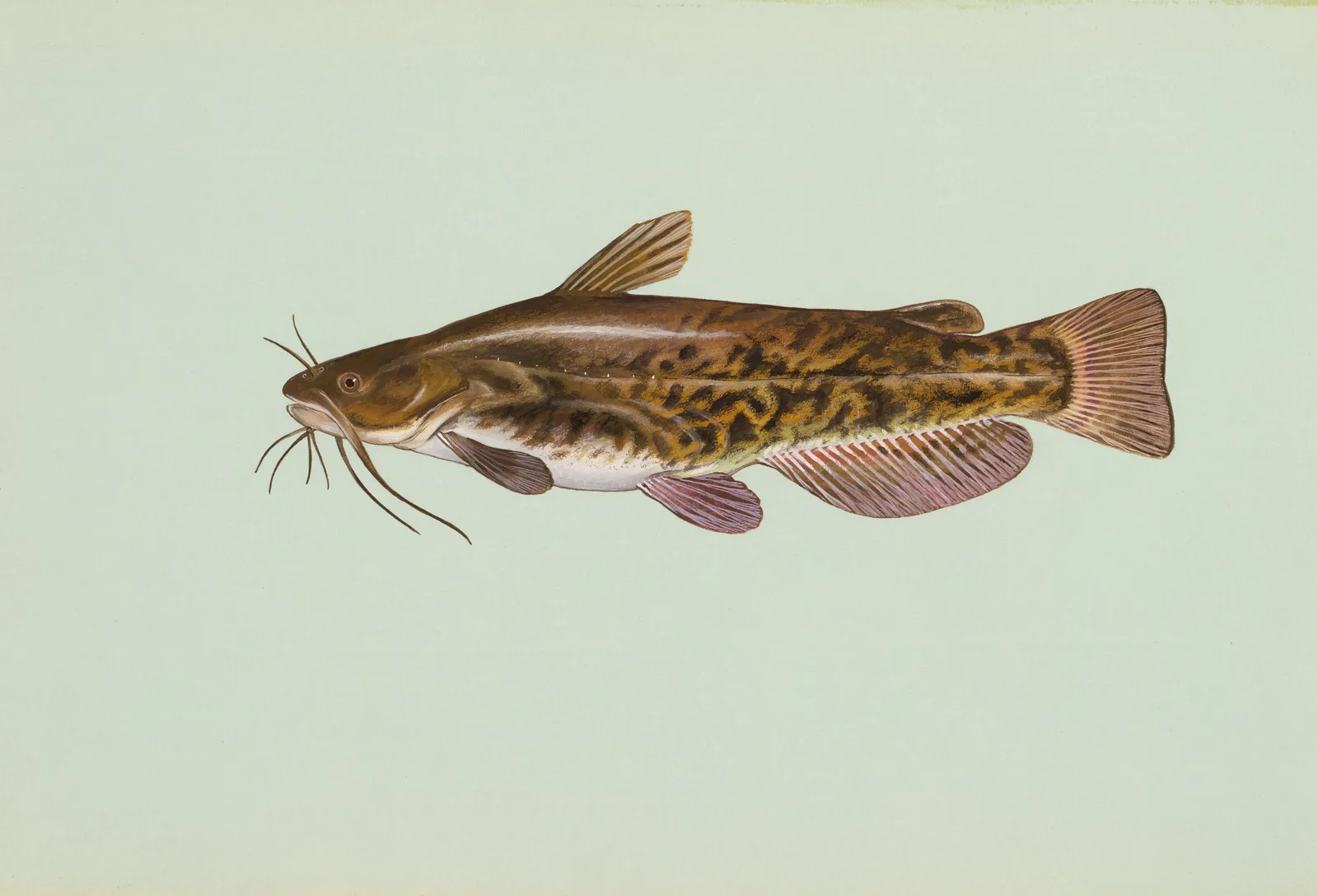 Brown bullhead, painted by Duane Raver: the mottled flanks and square tail shared by the three bullheads