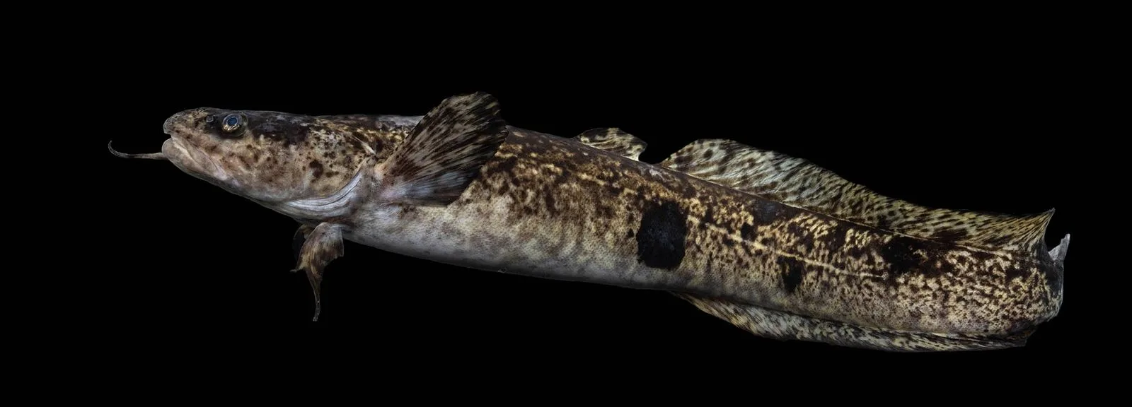 Burbot photographed against black: long mottled brown body, single chin barbel, short first dorsal fin and a long second one
