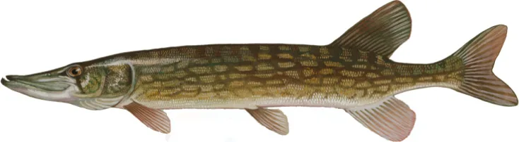 Chain pickerel painted by Duane Raver: dark chain-link pattern on a yellow-green side, dark bar under the eye
