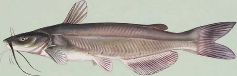 Channel catfish, the most fished catfish in the United States, painted by Duane Raver
