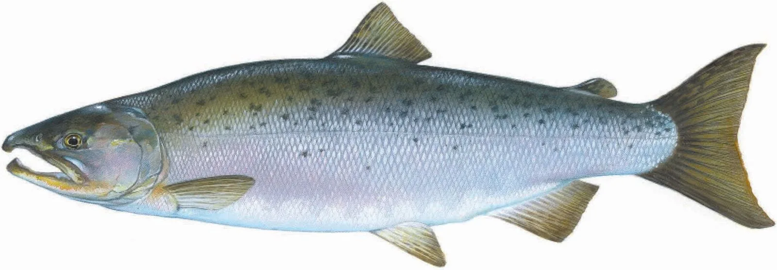 Coho salmon painted by Timothy Knepp: silver sides, dark blue-green back with small spots, spots on the upper half of the tail