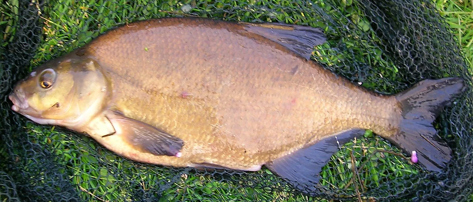A bronze-colored common bream lying on a landing net on the grass: deep, flat body, small head and dark fins
