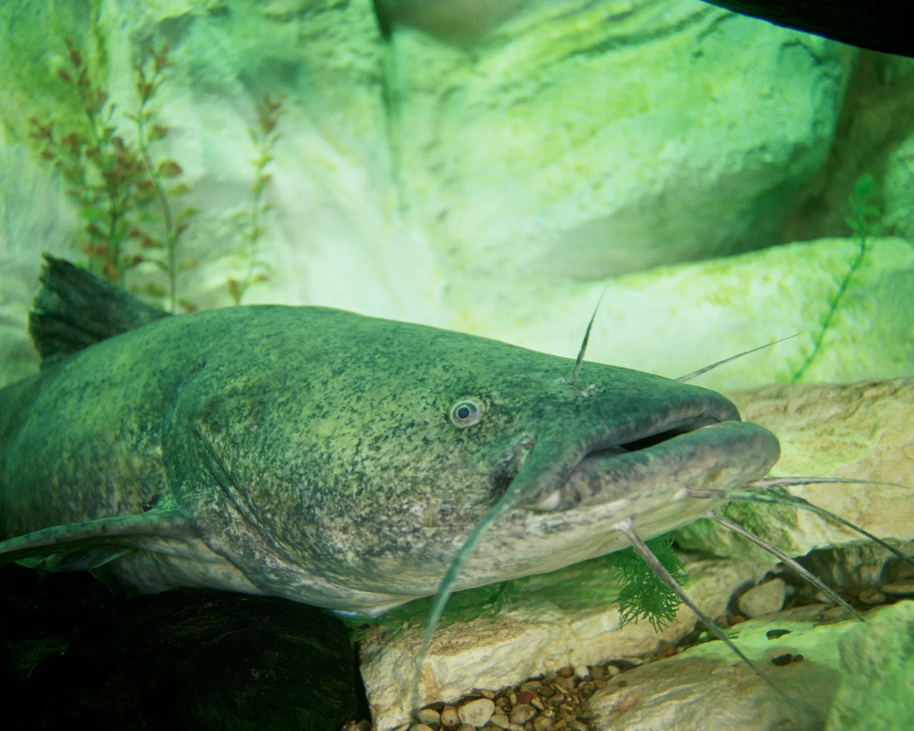 A flathead catfish (Pylodictis olivaris) photographed for the U.S. Fish and Wildlife Service
