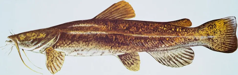 Flathead catfish, painted by Duane Raver: the flattened head, protruding lower jaw and square tail