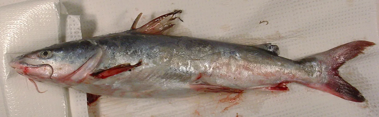 A hardhead catfish laid out on its side: short round barbels at the mouth, a short dorsal spine with no long filament, gray-blue back and forked tail