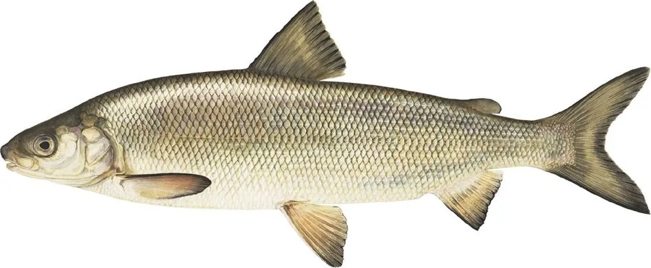 Lake whitefish painted by Ellen Edmonson and Hugh Chrisp: silver sides, small head, snout overhanging a small mouth, forked tail