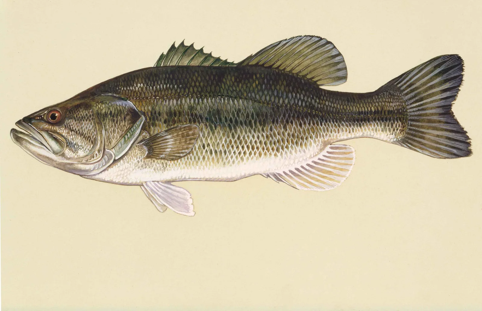 Largemouth bass, the most fished-for of the black basses, painted by Duane Raver