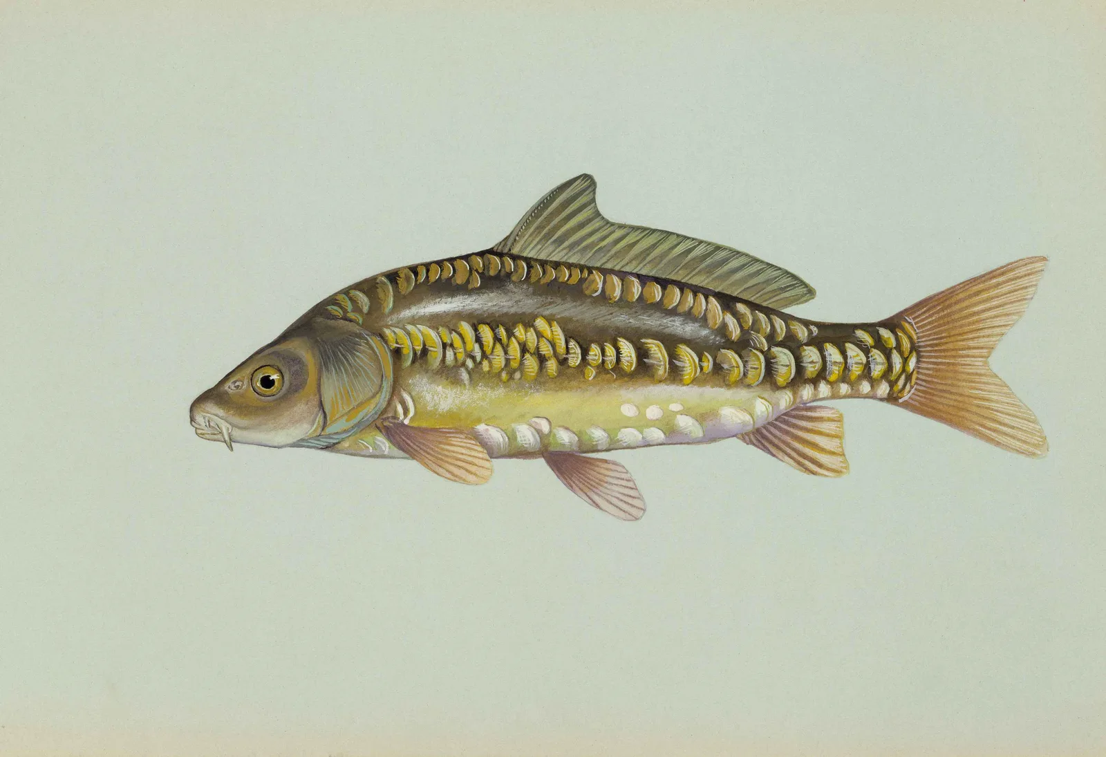 Mirror carp painted by Duane Raver: a bronze carp with a few rows of large irregular scales on an otherwise bare side, two barbels at the mouth and a long dorsal fin