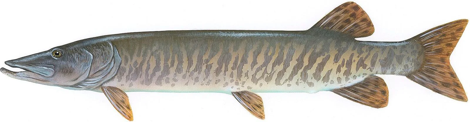 Muskellunge painted by Timothy Knepp: dark vertical bars on a light olive body, pointed tail tips