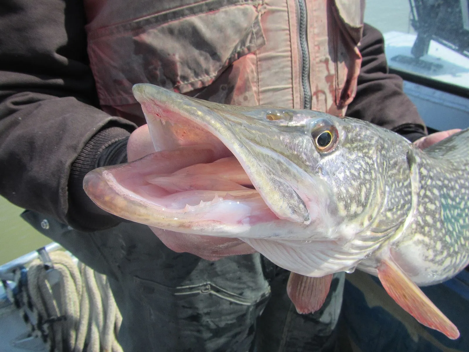 Inside the open mouth of a northern pike: rows of backward-pointing teeth on the roof of the mouth and long canines in the lower jaw