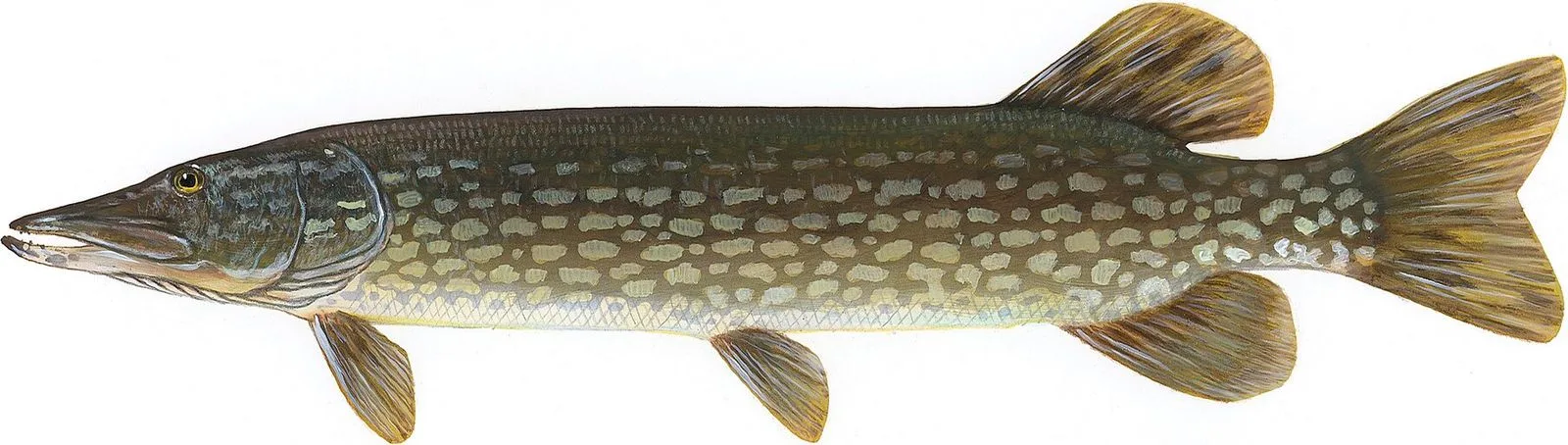 Northern pike painted by Timothy Knepp: rows of pale bean-shaped spots on a dark green body, rounded tail tips