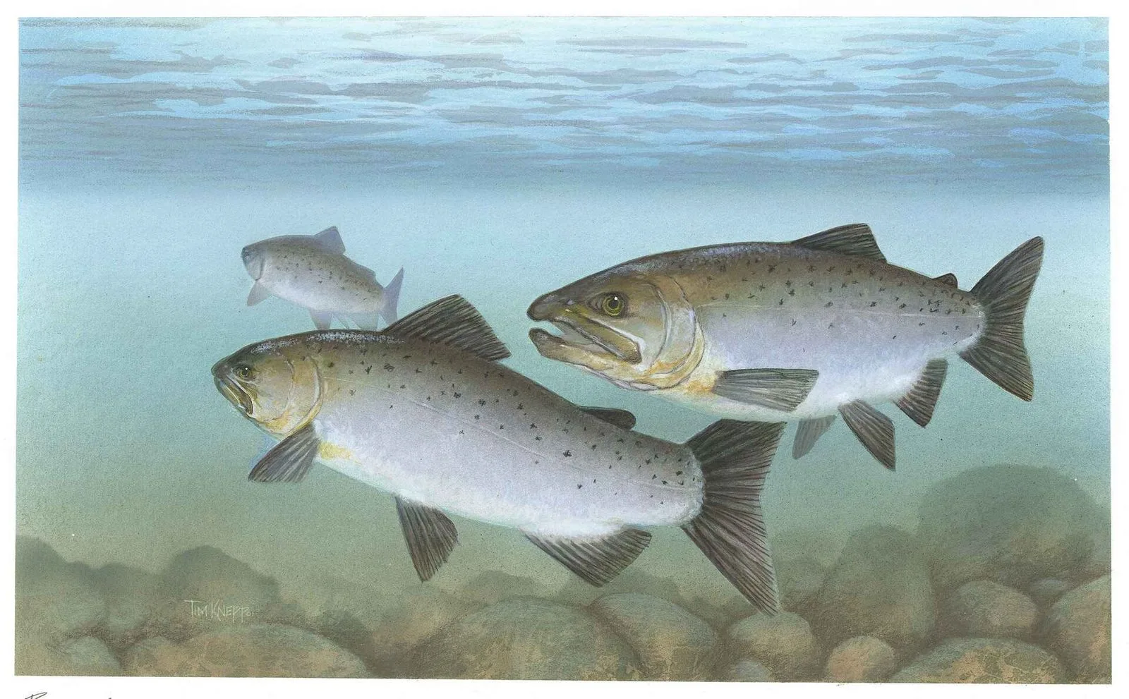 Pacific salmon painted under water by Timothy Knepp: three silver fish over a gravel bottom
