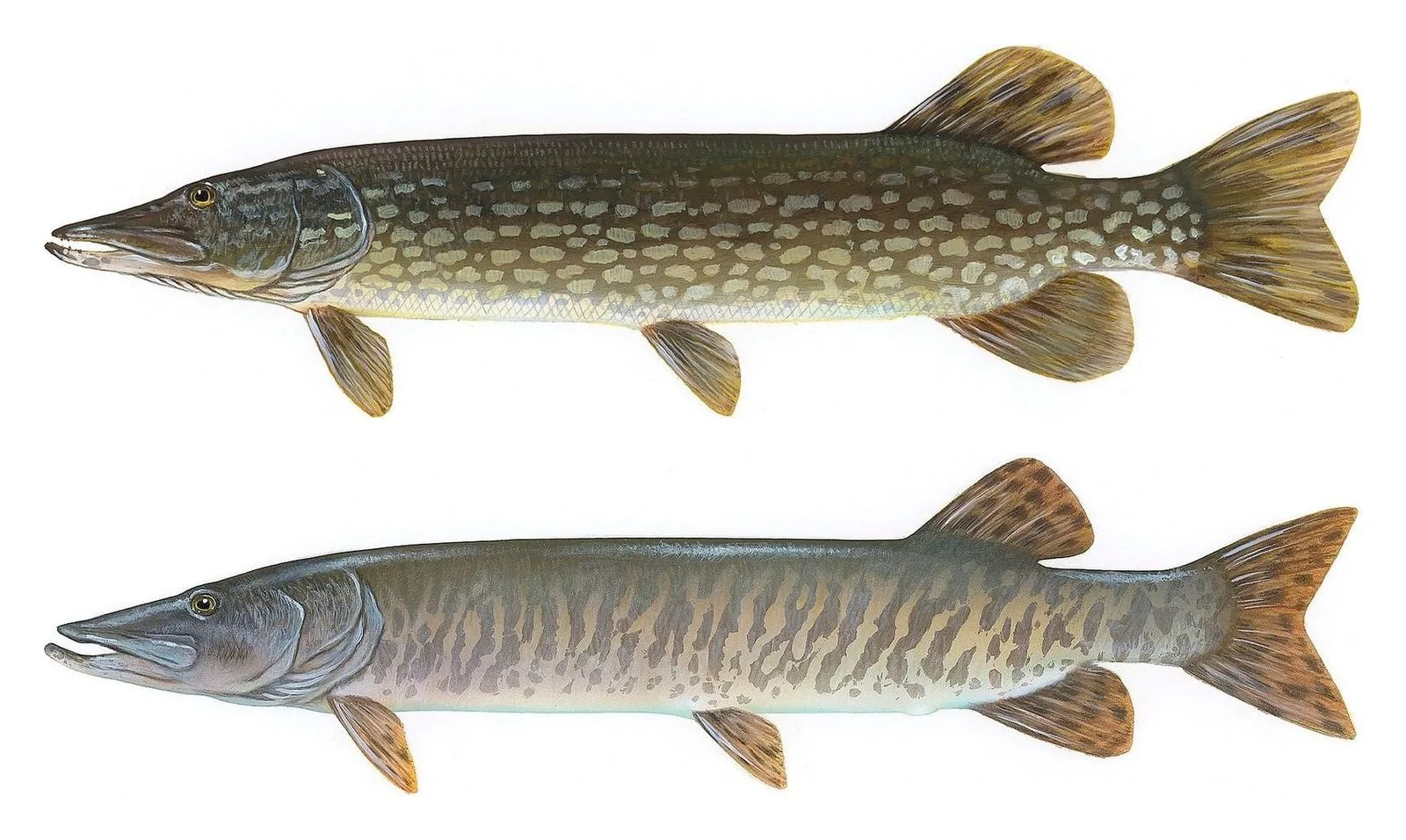 Northern pike above, muskellunge below, both painted by Timothy Knepp: pale spots on dark with rounded tail tips against dark bars on light with pointed tips