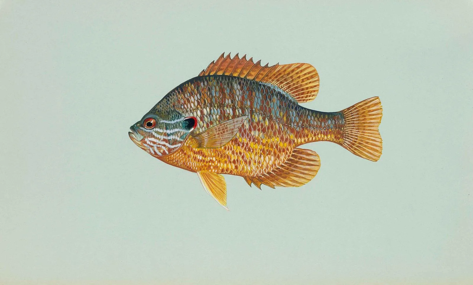 Pumpkinseed sunfish painted by Duane Raver: orange belly, blue lines on the cheek, red spot on the ear flap