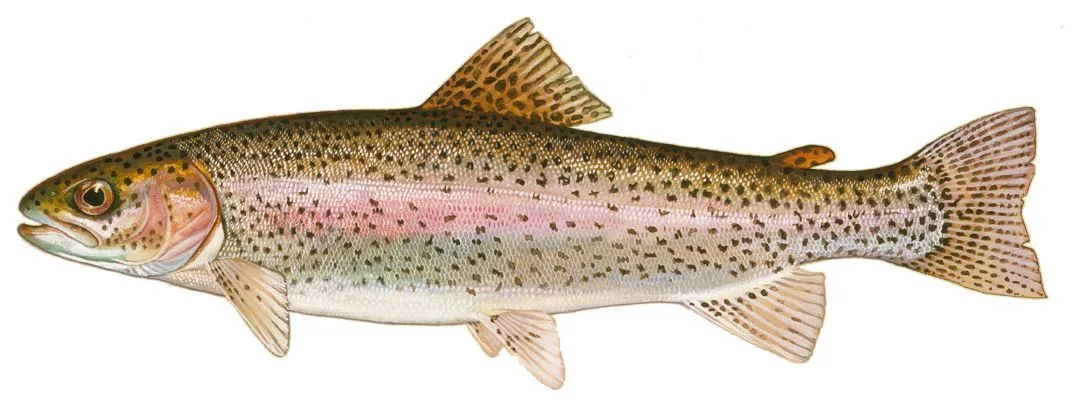 Rainbow trout painted by Duane Raver: olive back, a pink band along the silver side, small black spots across the body, dorsal fin and tail
