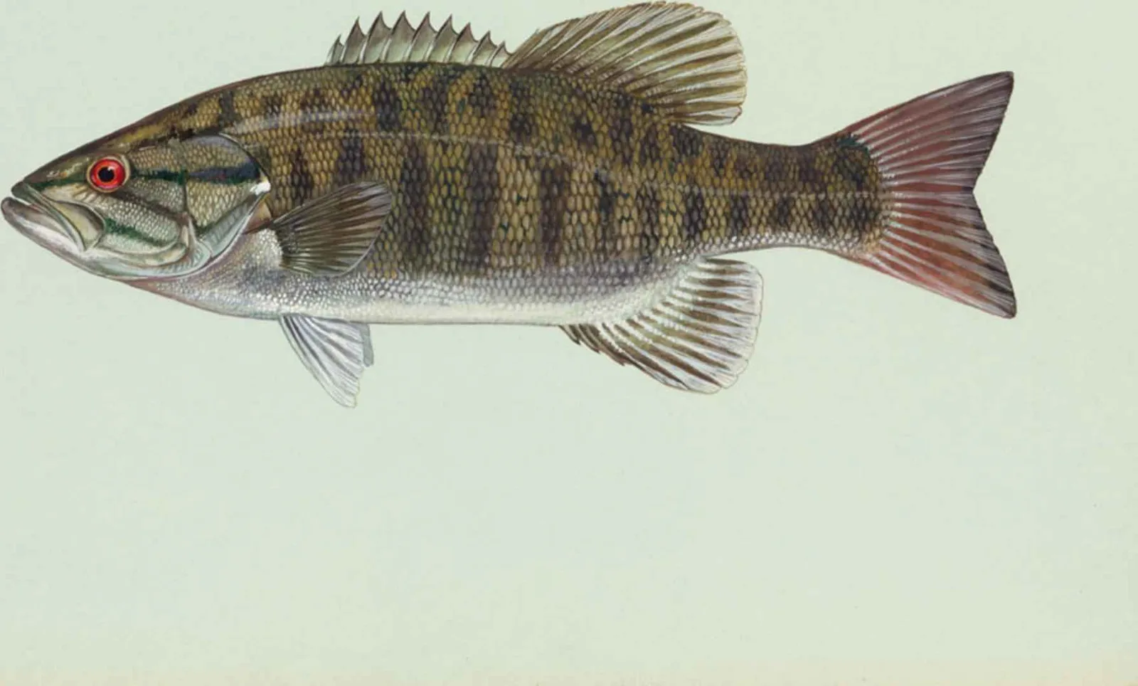 Smallmouth bass, painted by Duane Raver: bronze flanks with vertical bars and a jaw that stops at the eye
