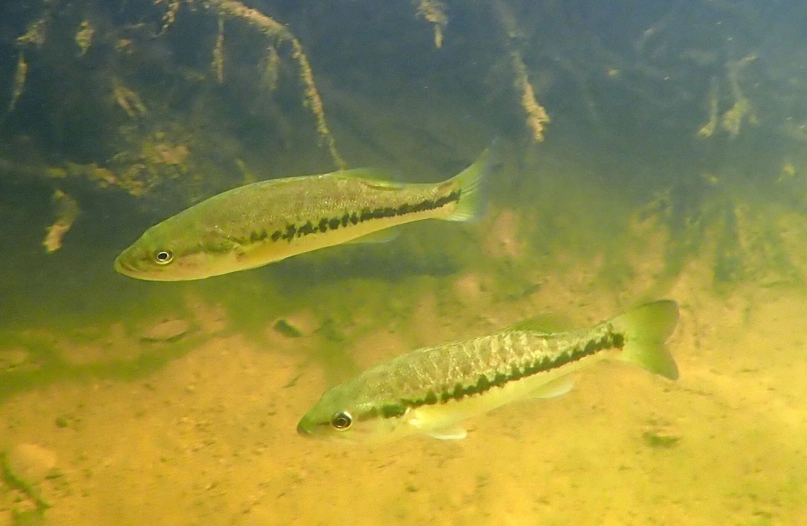 Two spotted bass under water over a sandy bottom, each with the dark broken stripe along the side
