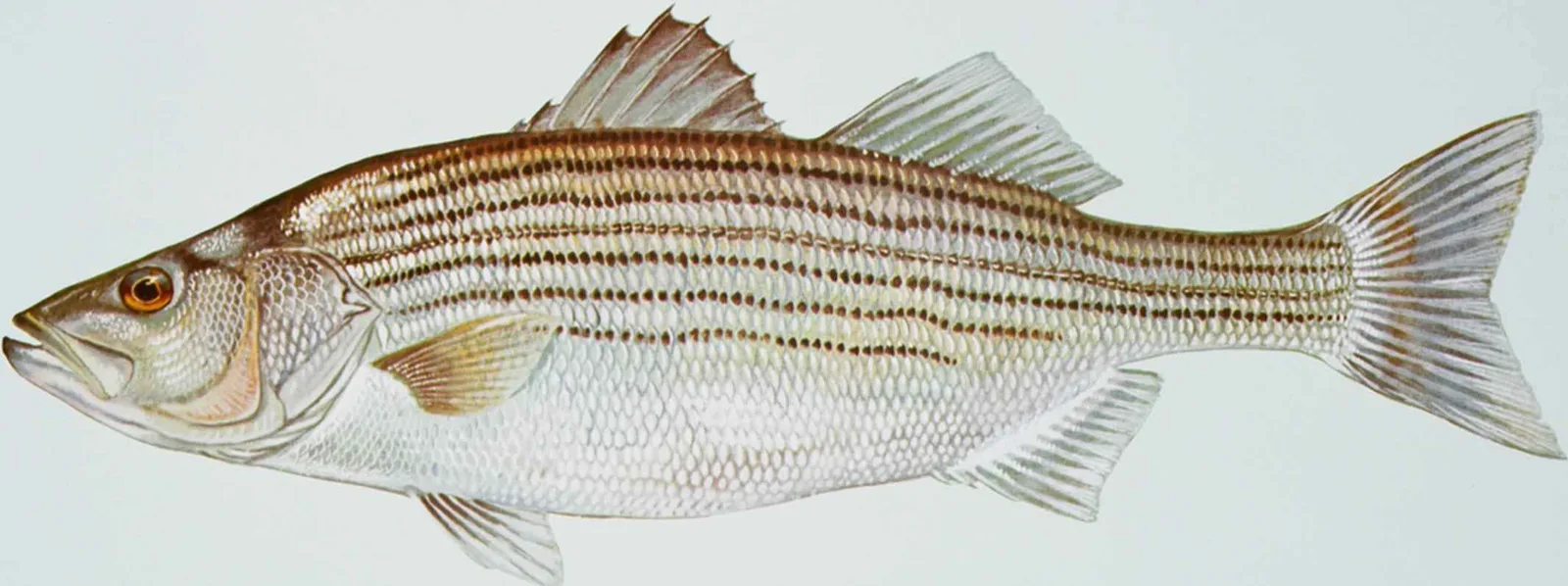 Striped bass painted by Duane Raver: a long silver fish with an olive-brown back, seven dark unbroken stripes running from the gill cover to the tail, two separate dorsal fins and a forked tail