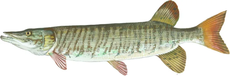 Tiger muskie painted by Duane Raver: bold dark vertical bars on a light body, rounded tail tips