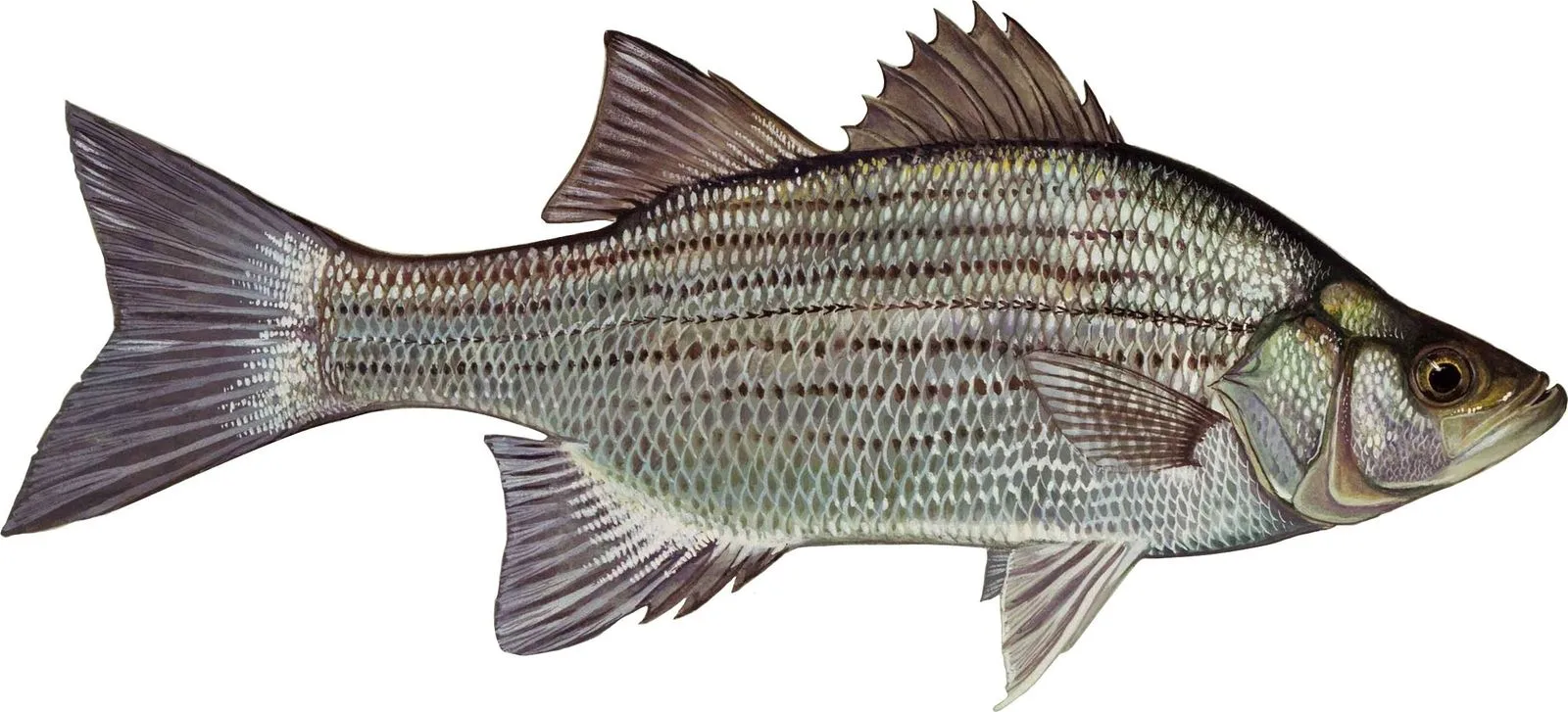 White bass painted by Duane Raver: a deep-bodied silver fish with a dark back that arches behind the head, faint broken stripes along the flank, two separate dorsal fins and a forked tail