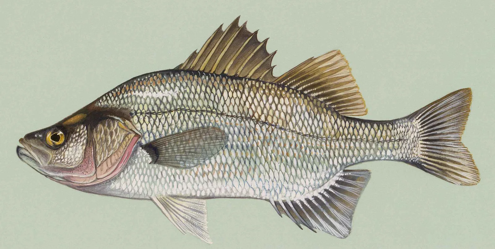 White perch painted by Duane Raver: gray-green back, silver sides without stripes, a spiny front dorsal fin joined to the soft rear fin by a deep notch, three anal spines