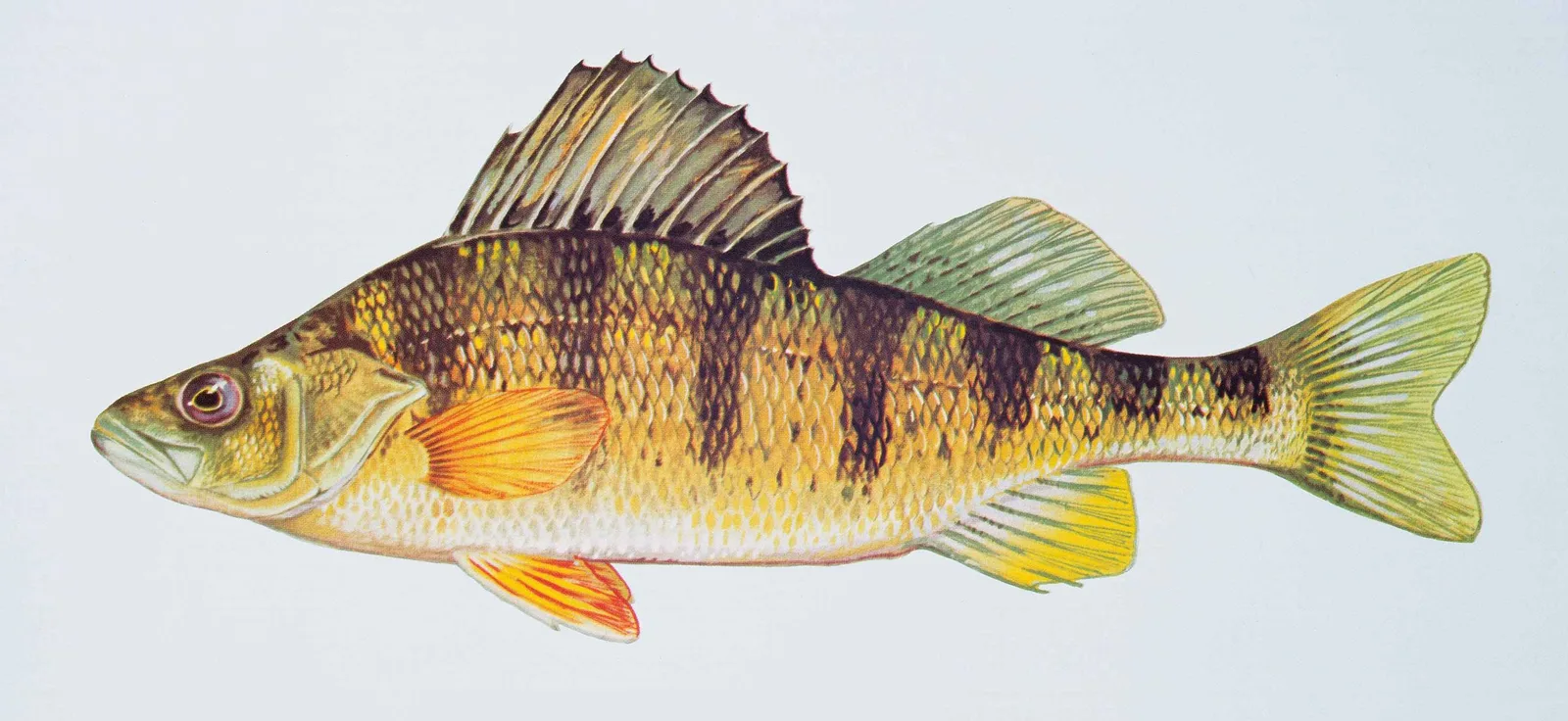 Yellow perch painted by Duane Raver: gold flanks with seven dark vertical bars, two separate dorsal fins, orange lower fins